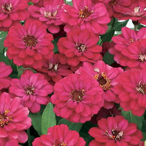 SiWjAj  y vt[W_uzbg`F[ z 珬 i SiWjAj̎ j