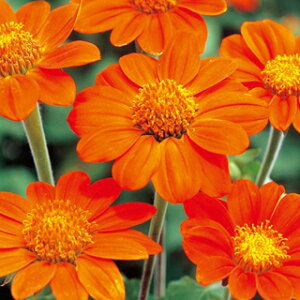 `gjAiLVRЂ܂j  y g[` z (40) i`gjAiLVRЂ܂j̎ Ԃ̎ j