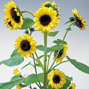 Ђ܂  y o^C z ܁i40j iЂ܂̎ Ԃ̎ j