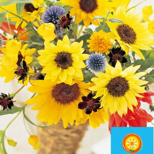 Ђ܂  y F1Tb` z (15) iЂ܂̎ Ԃ̎ j