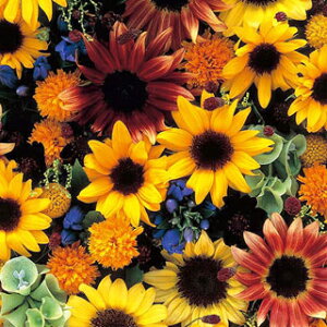 Ђ܂  y Ђ܂RNV z (15) iЂ܂̎ Ԃ̎ j