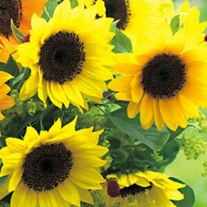 Ђ܂  y F1Tb` z ppbN FHM601iЂ܂̎ Ԃ̎ j