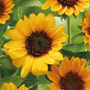 Ђ܂  y \jA z (15) iЂ܂̎ Ԃ̎ j