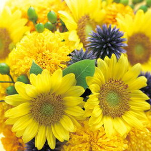 Ђ܂  y F1Tb` tbV z ܁i20j iЂ܂̎ Ԃ̎ j