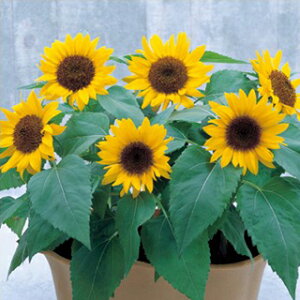 Ђ܂  y rbOX}C z ܁i20j iЂ܂̎ Ԃ̎ j