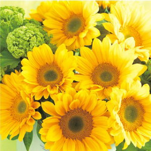 Ђ܂  y F1Tb` tbVIW z ܁i15j iЂ܂̎ Ԃ̎ j