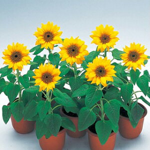 Ђ܂  y p`mS[h z ܁i20j iЂ܂̎ Ԃ̎ j