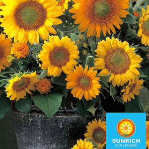 Ђ܂  y F1Tb` tbV~bNX z iЂ܂̎ Ԃ̎ j