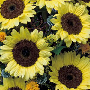 Ђ܂  y T}[Tb` pC45 z ܁iЂ܂̎ Ԃ̎ j