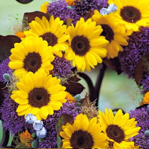 Ђ܂  y T}[Tb` 45 z ܁i20j iЂ܂̎ Ԃ̎ j