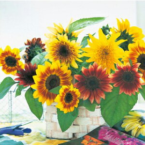 Ђ܂  y lpbg z ܁i20j iЂ܂̎ Ԃ̎ j