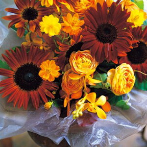 Ђ܂  y F1Nbg z ܁i30j iЂ܂̎ Ԃ̎ j