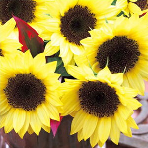 Ђ܂  y F1Tb` oii50 z ܁i20j iЂ܂̎ Ԃ̎ j