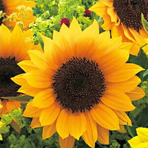 Ђ܂  y F1Tb`IW z 20ml iЂ܂̎ Ԃ̎ j