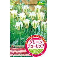 花の球根 【 グリーンチューリップ球根　スプリンググリーン 】4球入り （ 球根 チューリップの球根）