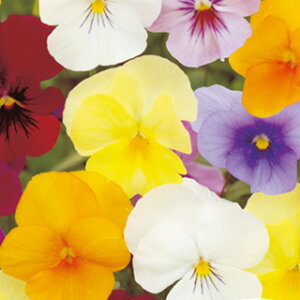 �p���W�[ �� �y F1 �i�`���� ���� �z ���� �i �p���W�[�̎� �Ԃ̎� �j