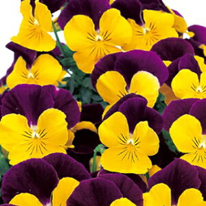 pW[  y 悭炭X~ XC[g|eg z PRIMAX@500 i pW[̎ Ԃ̎ j