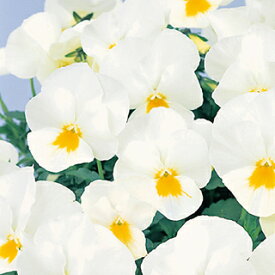 パンジー 種 【 よく咲くスミレ ミルクセーキ 】 PRIMAX　500粒 （ パンジーの種 花の種 ）
