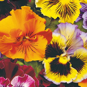 pW[  y F1 tYVY ~bNX z  i pW[̎ Ԃ̎ j