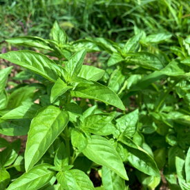 楽天市場 スイートバジル 苗の通販