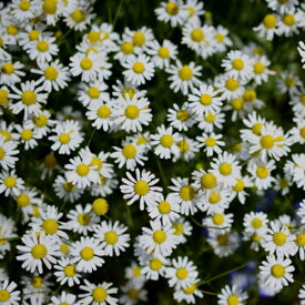 楽天市場 さつまいも 苗 種類 植物 カモミール の通販