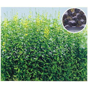 �Δ�E�q�� �� �y �N���^�����A �l�}�R���� �z ��q 1kg �i �� ��� ��؎�q ��؎� �j