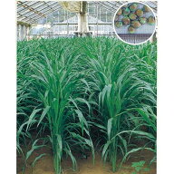 緑肥・牧草 種 【 ソルゴー つちたろう 】 種子 1kg×1袋　1kg×5袋 （ 種 野菜 野菜種子 野菜種 ）