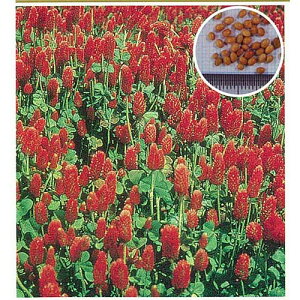 ΔEq  y N\N[o Ȃ 500g z q 500g×1܁@500g×5 i   ؎q ؎ j