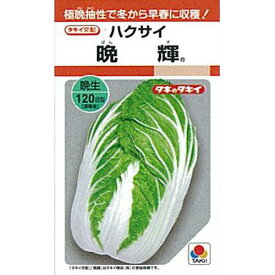 白菜 種 【 晩輝 】 小袋 RF ( 白菜の種 )