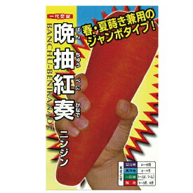 にんじん 種 【晩抽紅奏】 小袋 （ 種 野菜 野菜種子 野菜種 ）