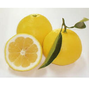 kނ̕c y  i ЂイȂ j 1Nc z [ G IW 񂫂 JLc k c ]