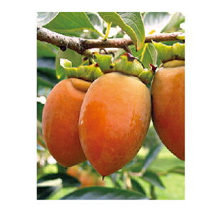 ʎc Ê` y M` i ӂł j 1Nc z [  JL ʎc ̔ ]