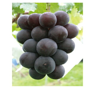 ʎc uhE y (ӂ݂̂)1Nc z [  Ԃǂ ʎc ̔ ]