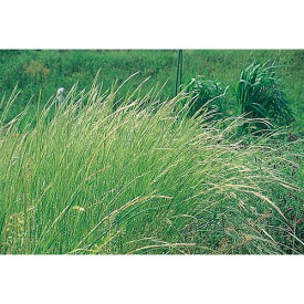 緑肥・牧草 種 【 ナギナタガヤ 】 種子 1kg×1袋　1kg×5袋 （ 種 野菜 野菜種子 野菜種 ）