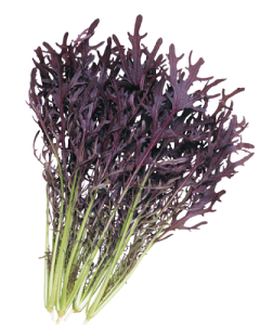 炵  yR[[t@tFU[z  i6.0mlj