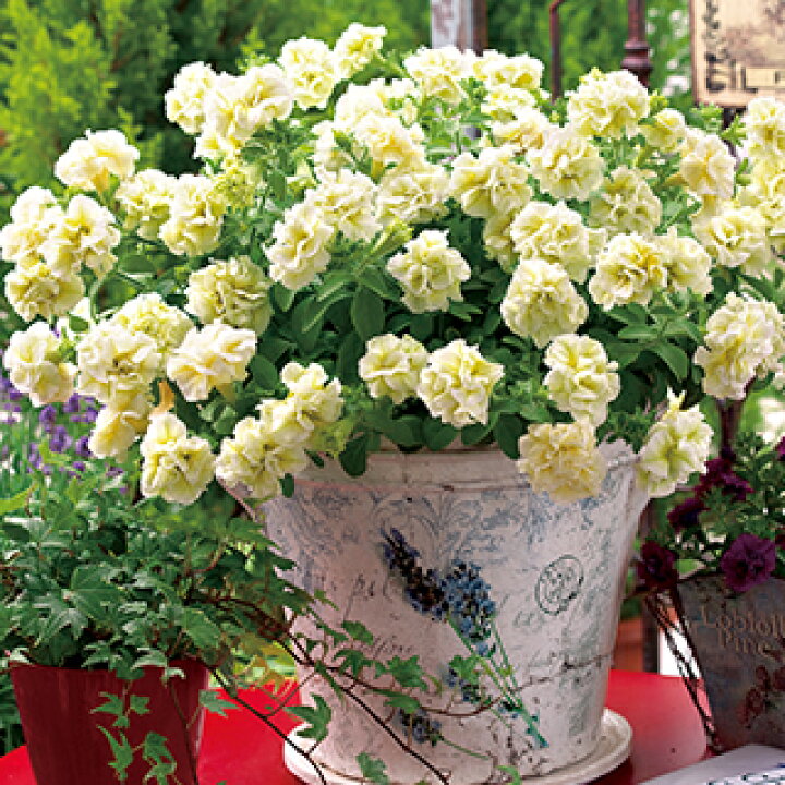 楽天市場 ペチュニア 花苗 ギュギュ ダブルイエロー 苗 1本 3号ポット 予約販売 菜園くらぶ 家庭菜園の専門店