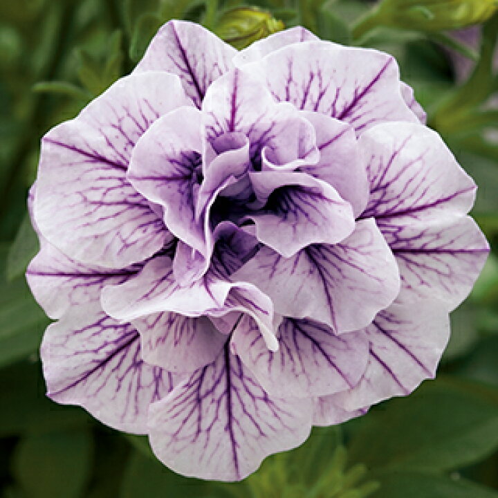 楽天市場 ペチュニア 花苗 ギュギュ ダブルラベンダー 苗 1本 3号ポット 予約販売 菜園くらぶ 家庭菜園の専門店