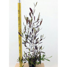 楽天市場 ドドナエア ガーデニング 農業 花 ガーデン Diy の通販