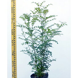 楽天市場 シマトネリコ 株立ちの通販