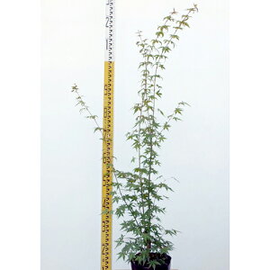 c Cn~W  18cm|bg