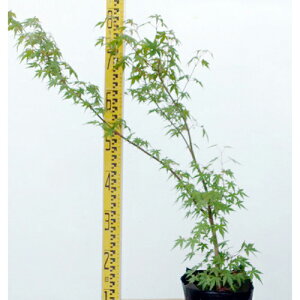 c Cn~W ͗l 18cm|bg