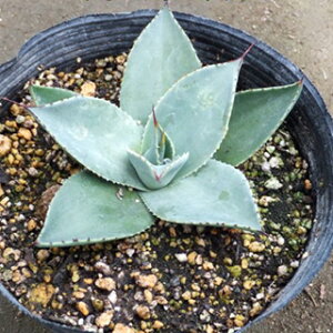 A AKx p[ ` 15cm|bg