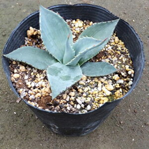 A AKx no[fBAi 15cm|bg