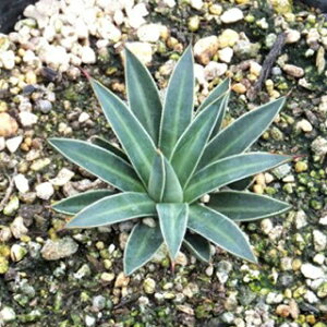 A AKx tBtFvrVfBQ 15cm|bg