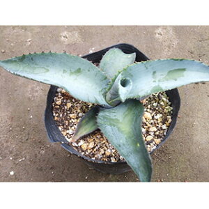 A AKx }[^ 15cm|bg