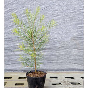 c AJVA zCgT[g 15cm|bg