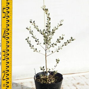 c AJVAE|bv}K 15cm|bg