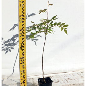 苗木 ナナカマド 12cmポット