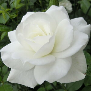 oc (\̔) yACXo[Oz 2N劔c 4 ito_[Y ֖ؗj