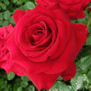 �o���c (�\��̔�) �y�C���O���b�h�o�[�O�}���z 2�N�劔�c 4���� �i�n�C�u���b�h�e�B�[���[�Y�j